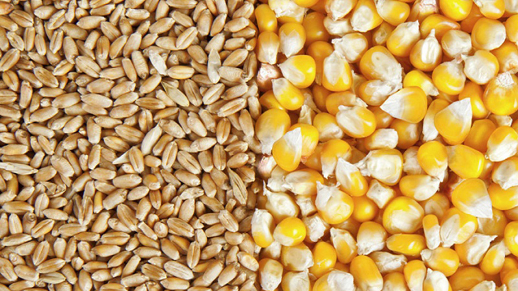 বিশ্বজুড়ে বাড়ছে গম-ভুট্টার দাম