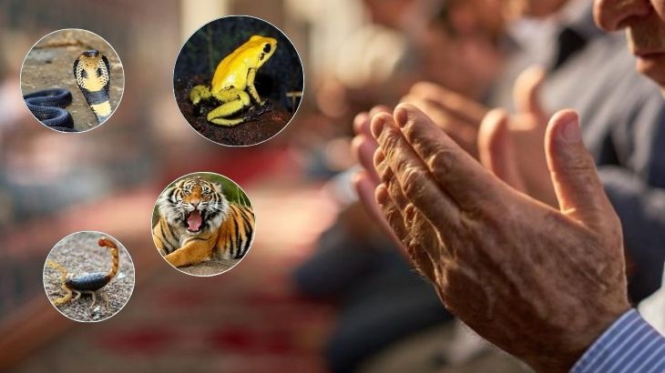 বিষাক্ত প্রাণীর ক্ষতি থেকে বাঁচার দোয়া