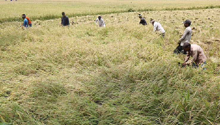 বোরো ধান কাটার মৌসুম