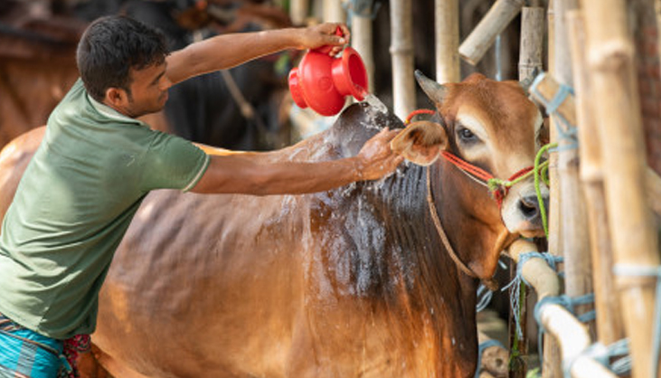কোরবানির পশুর স্বাস্থ্য সুরক্ষায় যা করবেন