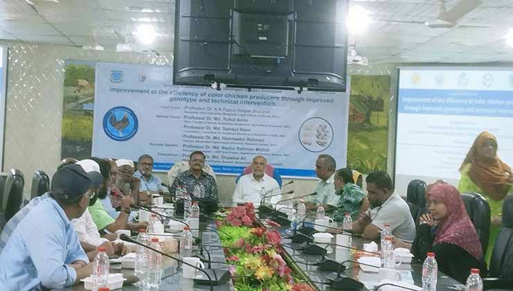 বাকৃবিতে রঙিন মাংস উৎপাদনকারী মুরগির জাত উদ্ভাবন