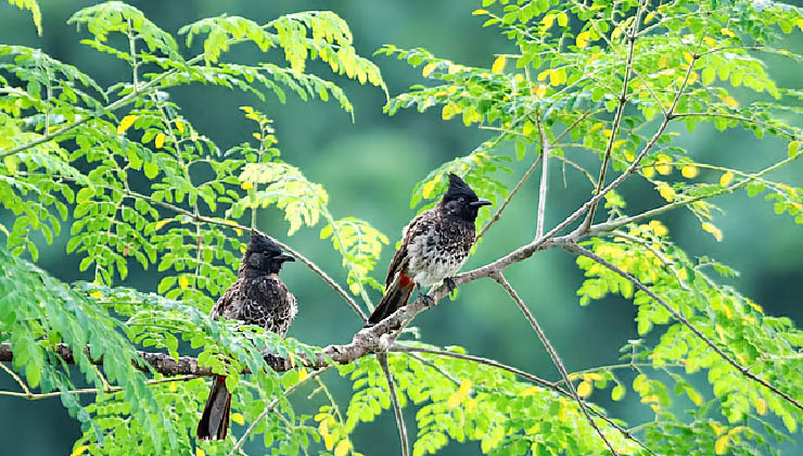 বুলবুলি পাখি