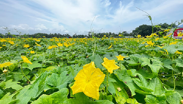 ঝিঙেগাছে হলুদ ফুল