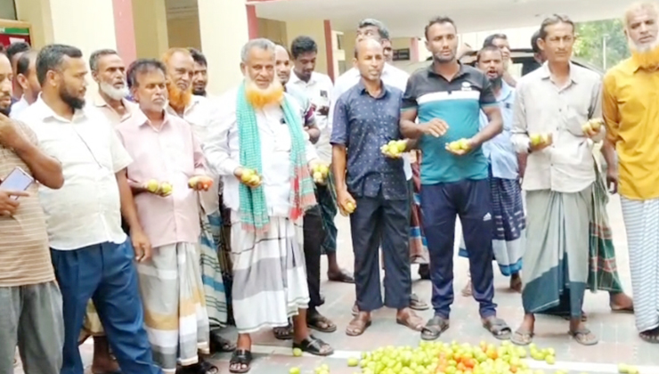 ভারতীয় টমেটো আমদানি বন্ধের দাবিতে পঞ্চগড়ে বিক্ষোভ