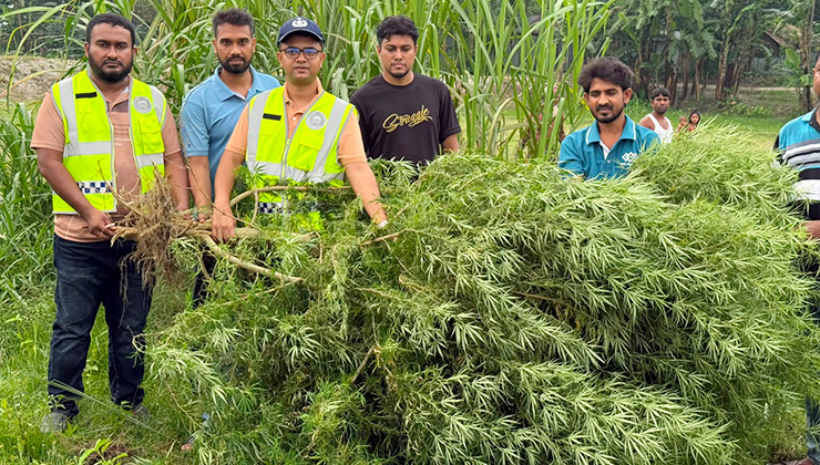কুড়িগ্রামে মরিচ ক্ষেতে গাঁজা চাষ
