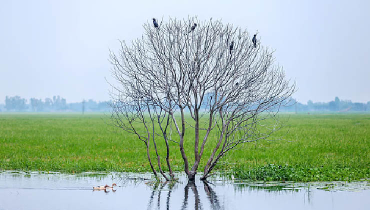 পাতাহীন গাছ