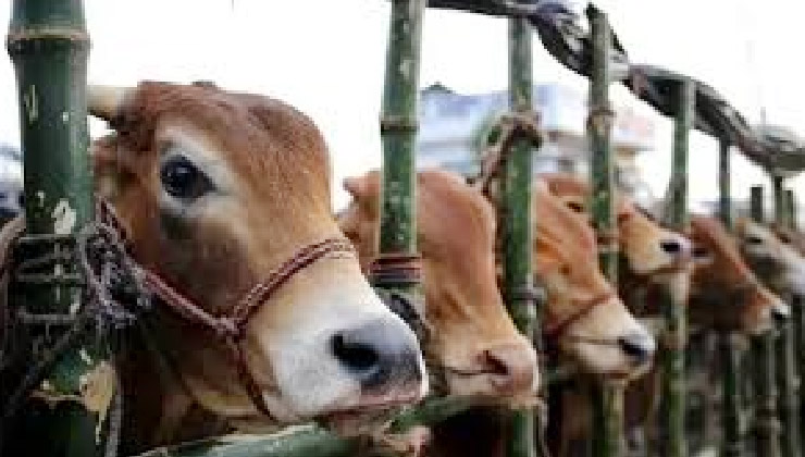 ঈদে ভারত থেকে গরু আমদানি যে তথ্য জানাল মন্ত্রণালয়