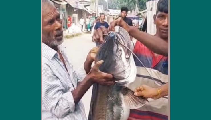 দেওয়ানগঞ্জে ধরা পড়লো ১৫ কেজি ওজনের বোয়াল