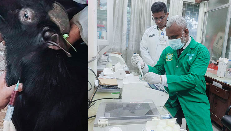 দেশে ছাগলে নতুন প্রজাতির রোগসৃষ্টিকারী ব্যাকটেরিয়া শনাক্ত