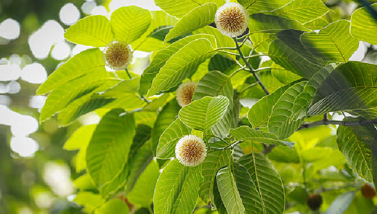কদম ফুল