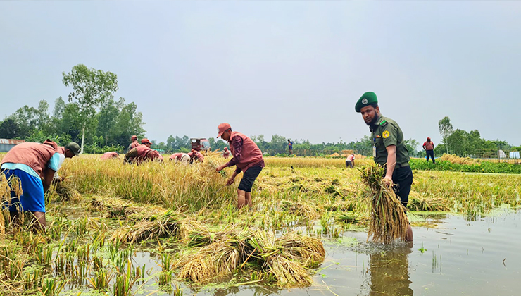 পানিতে ডোবা ধান কেটে দিলেন ভিডিপি সদস্যরা