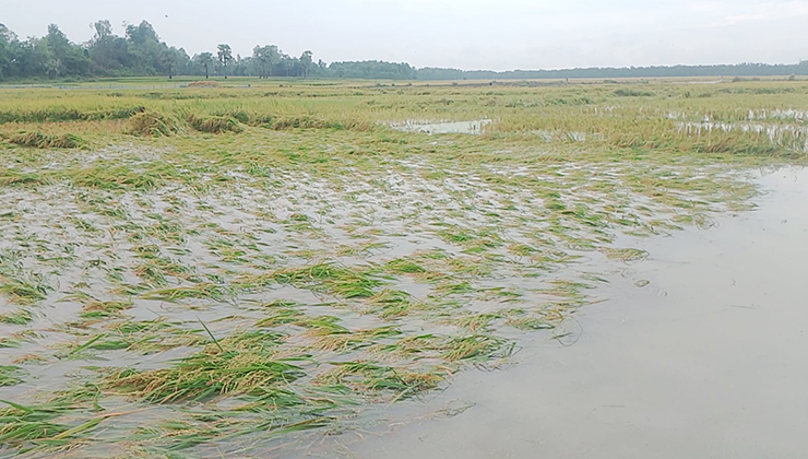 নান্দাশ বিলে আকস্মিক পানি বৃদ্ধি, তলিয়ে যাচ্ছে কষ্টের ধান