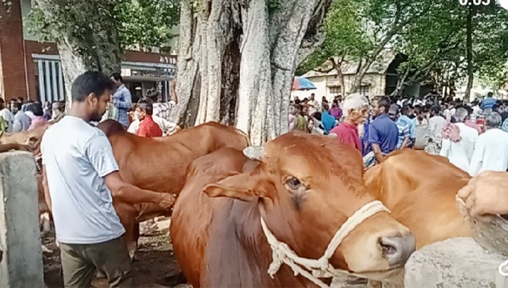 বালিয়াকান্দিতে জমে ওঠেছে কোরবানির হাট