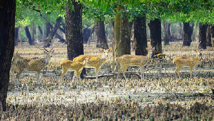 সুন্দরবনে হরিণের দল