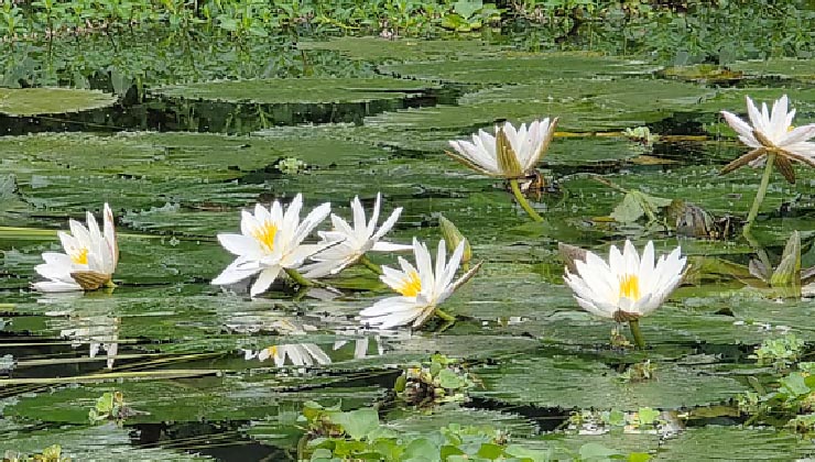 শাপলা ফুল