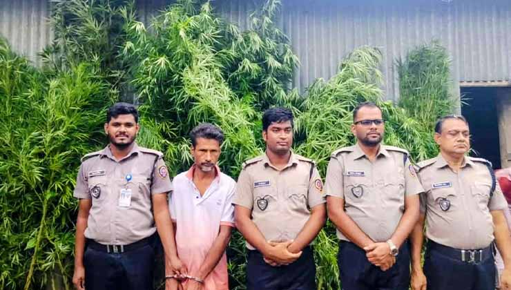 ভূঞাপুরে ১১ গাঁজার গাছসহ একজন গ্রেফতার 