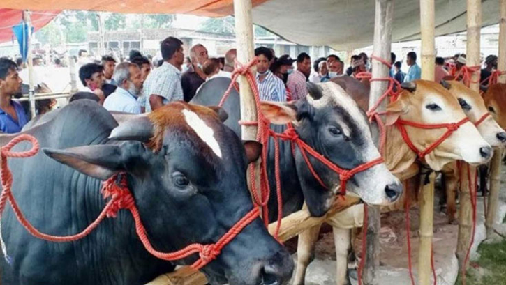 ভাগে কোরবানি দেয়ার সঠিক নিয়ম