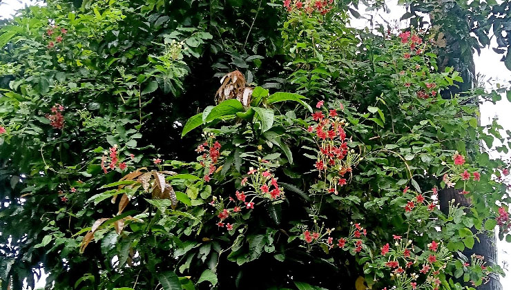 মাধবীলতার সৌরভে স্নিগ্ধ গ্রামবাংলা