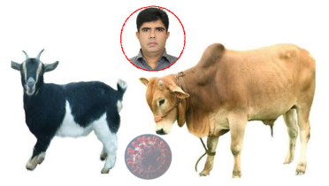 দেশে গৃহপালিত প্রাণীর করোনা শনাক্ত হয়নি: বাকৃবির গবেষণা দেশে গৃহপালিত প্রাণীর করোনা শনাক্ত হয়নি: বাকৃবির গবেষণা