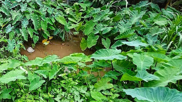 হারিয়ে যাচ্ছে পুষ্টিগুণে ভরপুর বনকচু