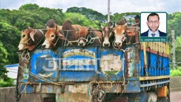 কুরবানির পশু পরিবহনে প্রাণিকল্যাণ আইন প্রয়োগের আহবান বাকৃবি গবেষকদের