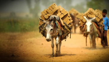আজ বিশ্ব গাধা দিবস