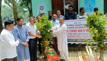 কাজিপুরে কৃষি প্রণোদনার চারা বিতরণ