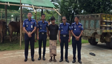 পাচারের সময় ১০ বার্মিজ গরু জব্দ পাচারের সময় ১০ বার্মিজ গরু জব্দ