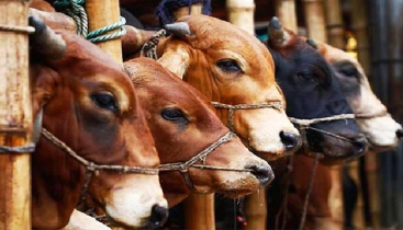 সুস্থ গরু চেনার উপায়