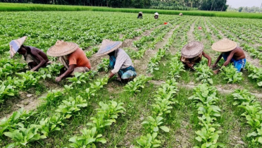 শীতের আগাম সবজি চাষে ভাগ্য বদলের স্বপ্ন কৃষকদের শীতের আগাম সবজি চাষে ভাগ্য বদলের স্বপ্ন কৃষকদের