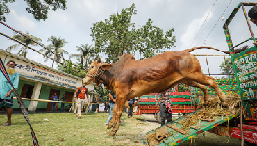 কোরবানির গরু