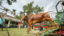 কোরবানির গরু কোরবানির গরু