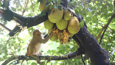 বানরের কাঁঠাল খাওয়া