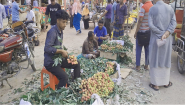 অপরিপক্ক-স্বাদহীন লিচুতে সয়লাব বাজার