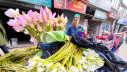 শাপলা ও পদ্মফুল বিক্রি