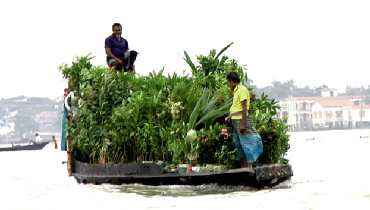 নৌকায় নানা প্রজাতির গাছ নৌকায় নানা প্রজাতির গাছ