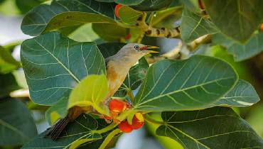 কাঠশালিক