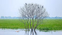 পাতাহীন গাছ
