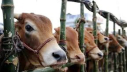 ঈদে ভারত থেকে গরু আমদানি যে তথ্য জানাল মন্ত্রণালয়