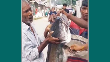দেওয়ানগঞ্জে ধরা পড়লো ১৫ কেজি ওজনের বোয়াল দেওয়ানগঞ্জে ধরা পড়লো ১৫ কেজি ওজনের বোয়াল