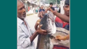 দেওয়ানগঞ্জে ধরা পড়লো ১৫ কেজি ওজনের বোয়াল দেওয়ানগঞ্জে ধরা পড়লো ১৫ কেজি ওজনের বোয়াল