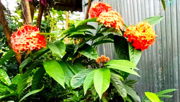 সৌন্দর্যে মন কাড়ছে আকর্ষণীয় রঙ্গন ফুল