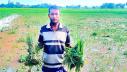 বিরোধের জেরে ধানগাছ বিনষ্টের অভিযোগ বিরোধের জেরে ধানগাছ বিনষ্টের অভিযোগ