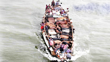 ২৭ গরুসহ ট্রলার ডুবি, নিখোঁজ ১