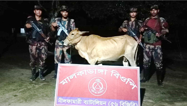 বোদা সীমান্তে অবৈধ ভারতীয় গরু জব্দ