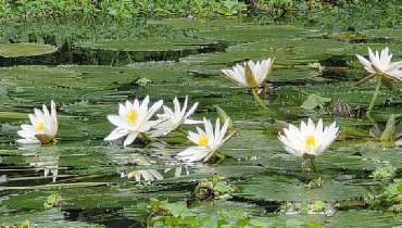 শাপলা ফুল শাপলা ফুল
