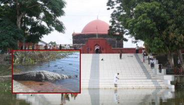 মাজারের দিঘিতে শিশুকে টেনে নিয়ে গেলো কুমির মাজারের দিঘিতে শিশুকে টেনে নিয়ে গেলো কুমির