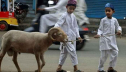 কী পরিমাণ সম্পদ থাকলে কুরবানি করা ওয়াজিব