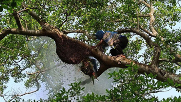 তিন মাসের জন্য বন্ধ সুন্দরবন, সংকটে হাজারো বনজীবী