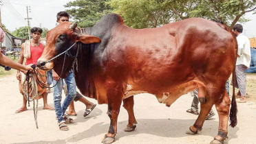 সুস্থ-অসুস্থ গরু চেনার উপায় জানালেন বাকৃবি শিক্ষক